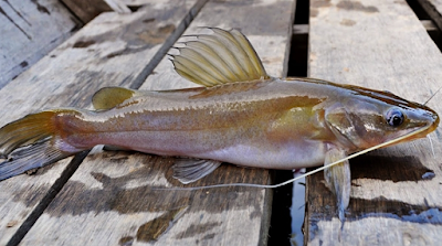 Penasaran Umpan Ikan Baung : Umpan Kucur Paling Ampuh Penasaran Umpan Ikan Baung : Umpan Kucur Paling Ampuh