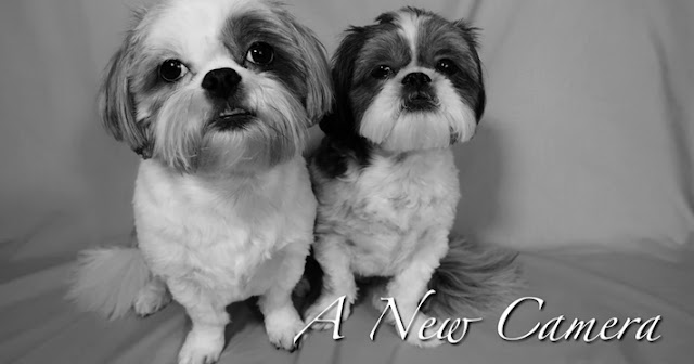 10 imagens que comprovam que ter dois shih tzu é melhor que ter só um