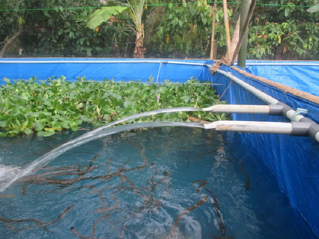 budidaya lele dalamkolam terpal