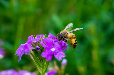 Поверия за насекоми Bees_2