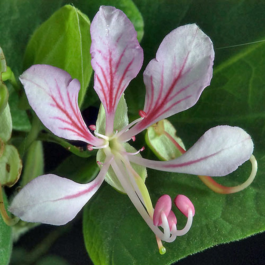 Real World Gardener Climbing Plants ? Climbing Plants for a Tropical