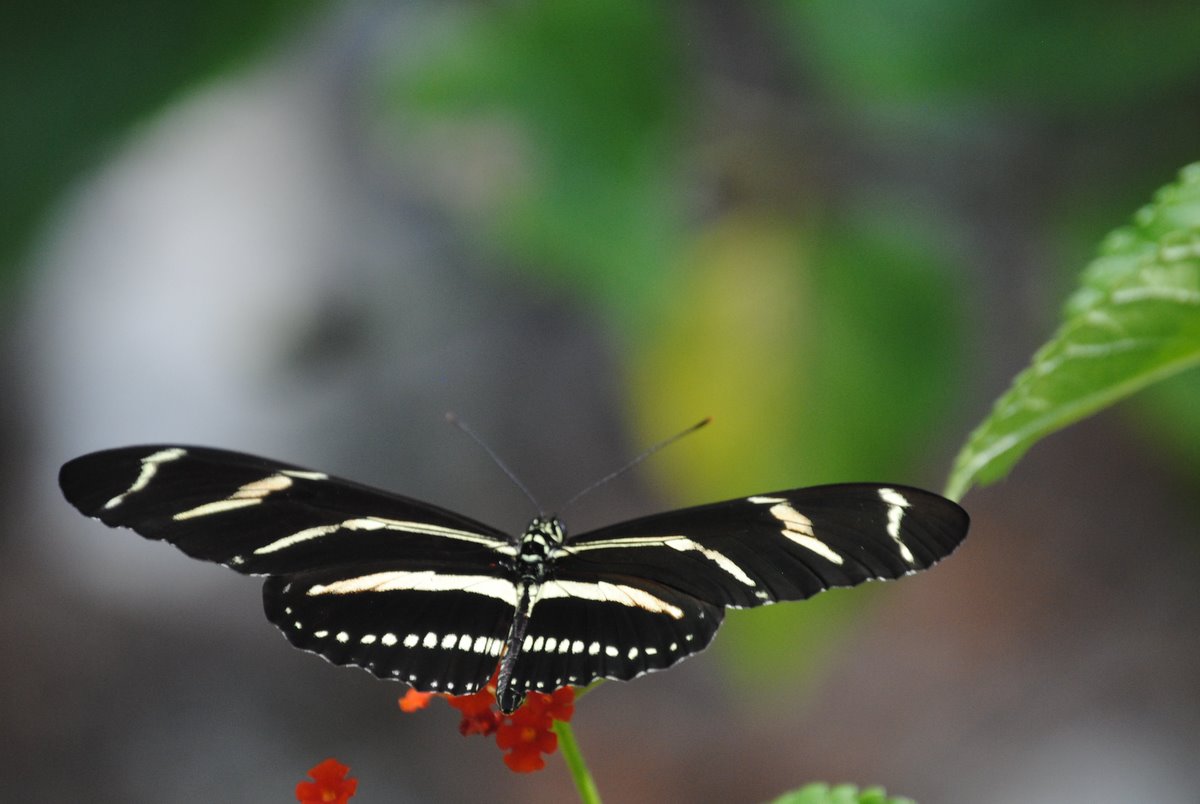 Field Notes and Photos Zebra Longwing Florida's State Butterfly