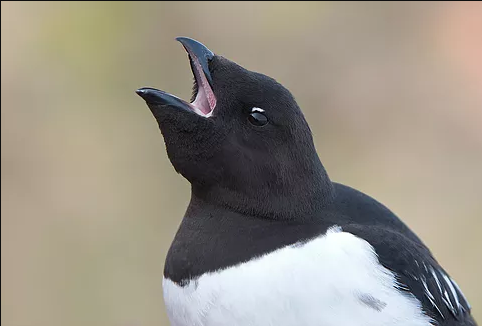 Dovekie Calling Birds Of Newfoundland Dovekie Calling Birds Of Newfoundland