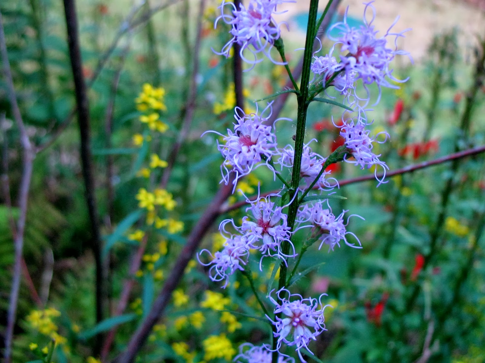 Using Native Plants Fall Colors in the Native Garden
