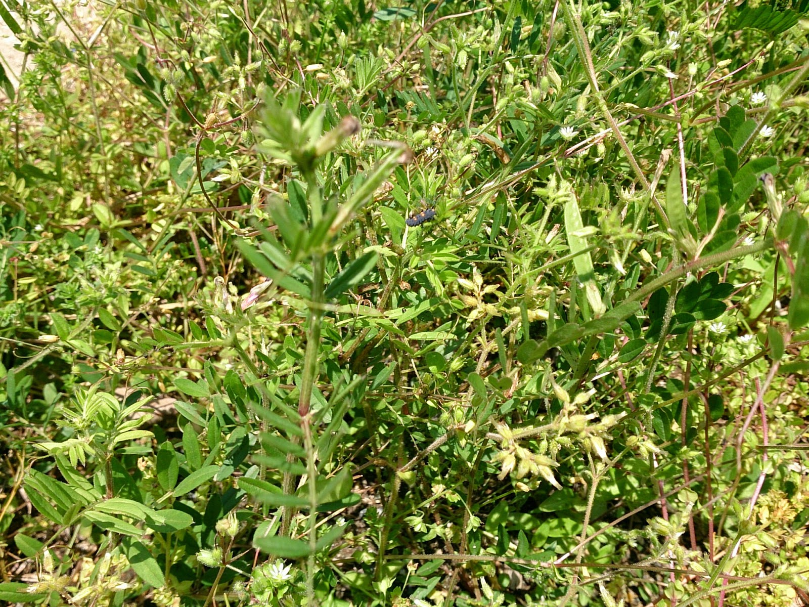 カラスノエンドウ：アブラムシとナナホシテントウの幼虫