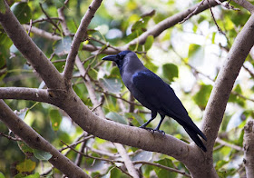 house crow, indian crow, greynecked crow, tree, bandra east, mumbai, india, Ficus religiosa, peepal tree, 