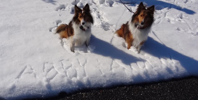 Adventures of Abby and Aiden Sheltie Pups