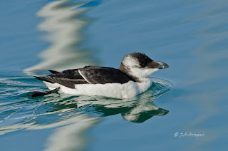 Alca común, Alca torda, Razorbill