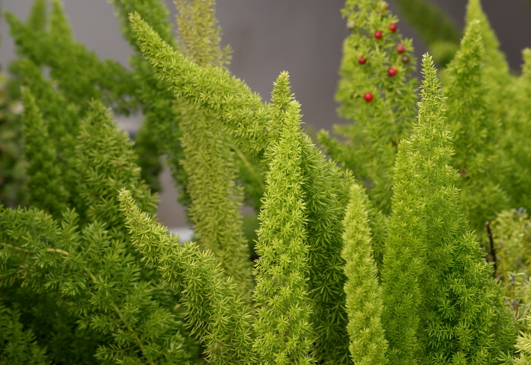 A photo, A thought............ Plant Asparagus fern.....beautiful