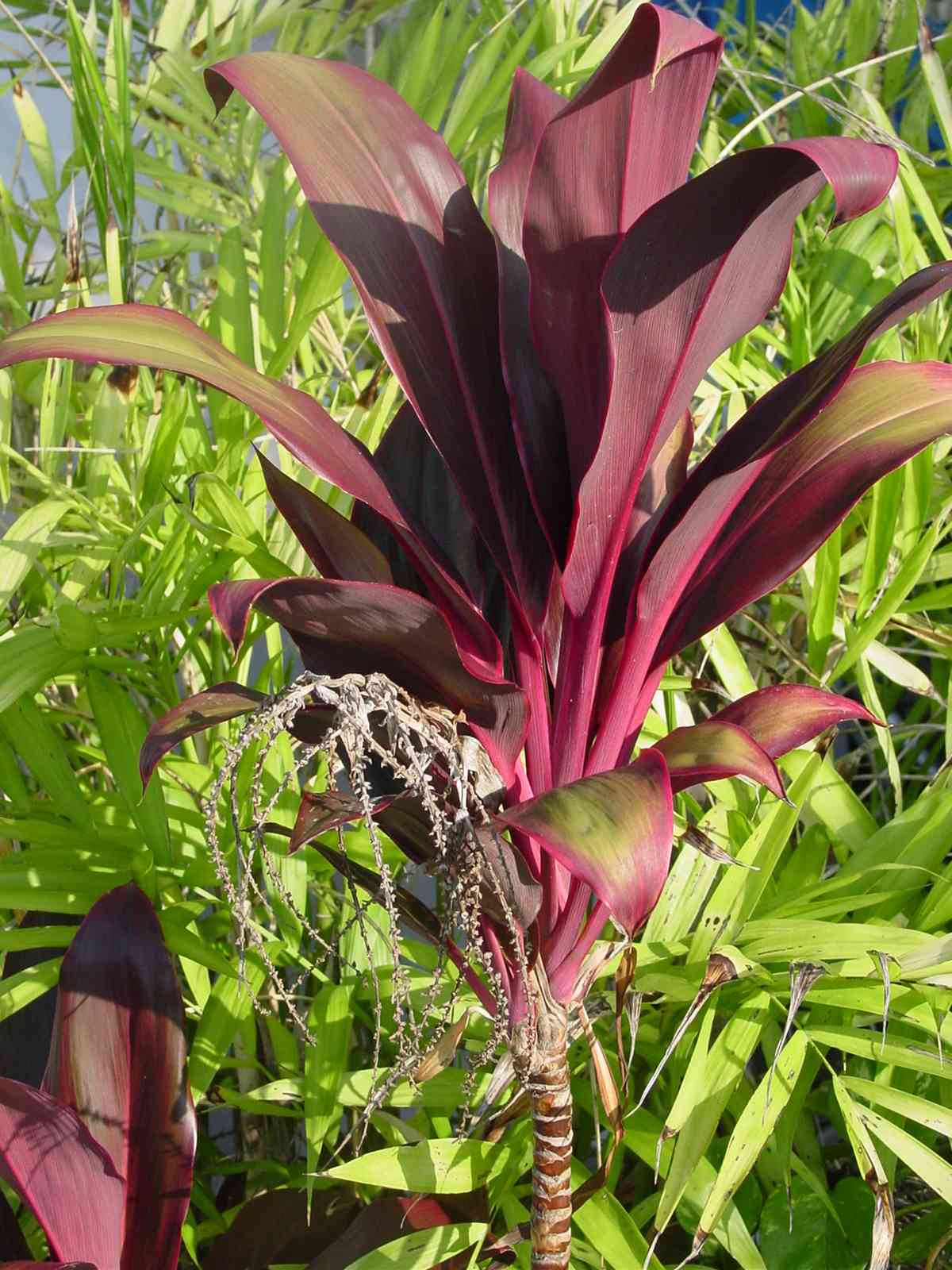 In My &quot;Spare&quot; Time May Flowers from Florida