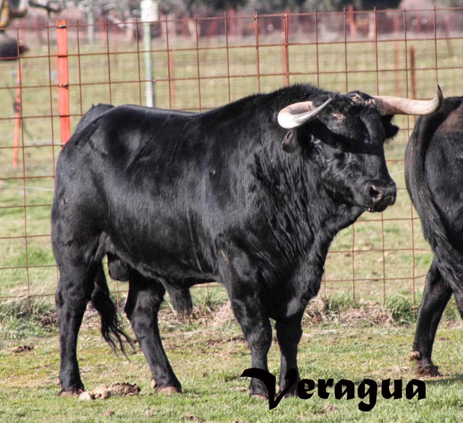 Encastes Bravos Fidel San Román reducto de villamarta