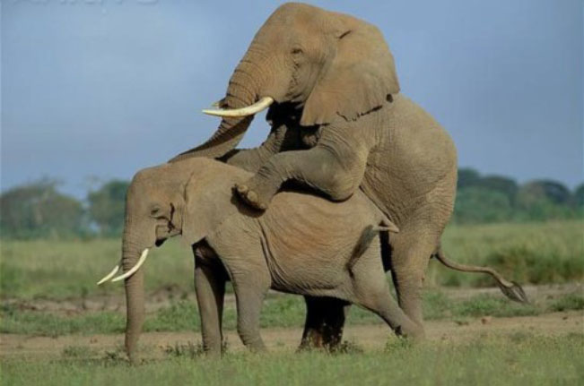 gambar gajah kawin - foto hewan - gambar gajah kawin