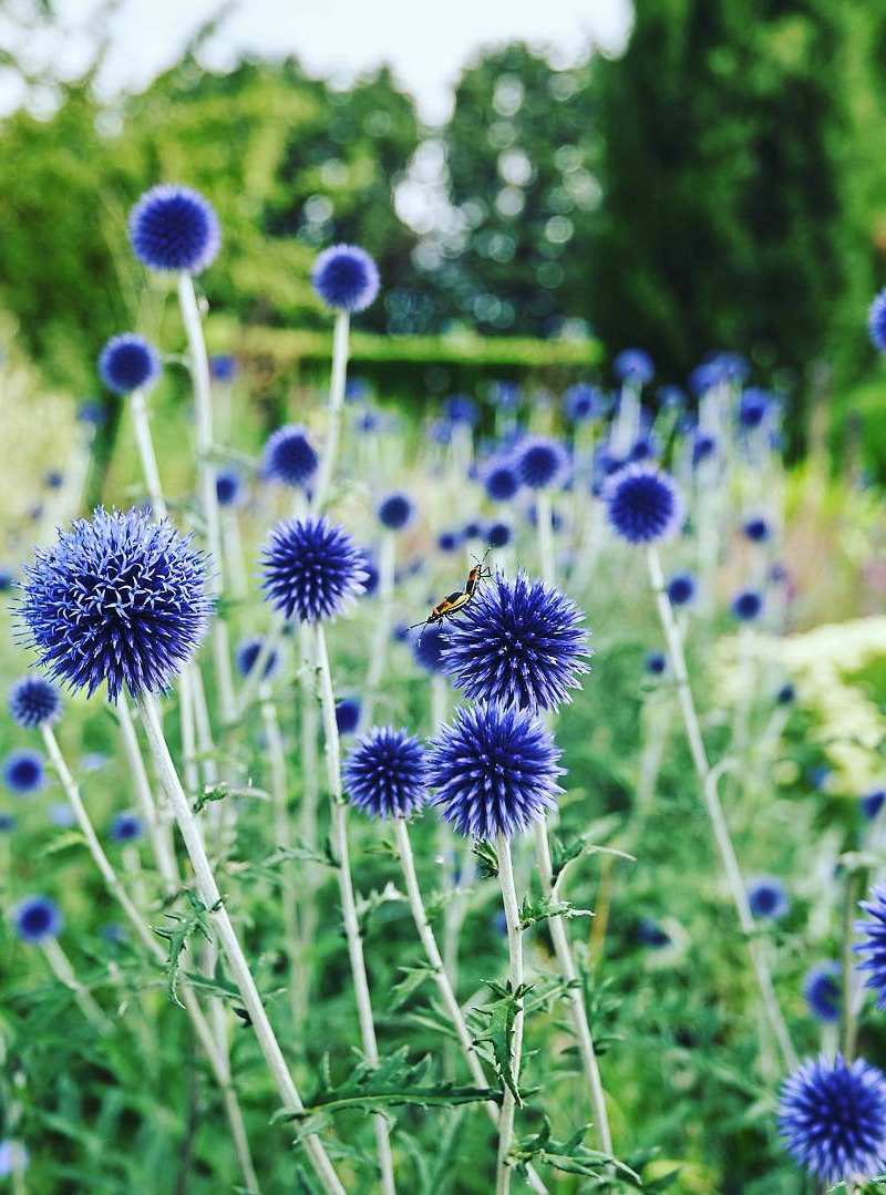 Echinops ritro, cardo azul Echinops ritro, cardo azul