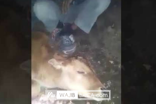 Menghebohkan, Seekor Sapi Mau Disembelih Malah Keluarkan Suara Mengejutkan, Lihatlah Sendiri.