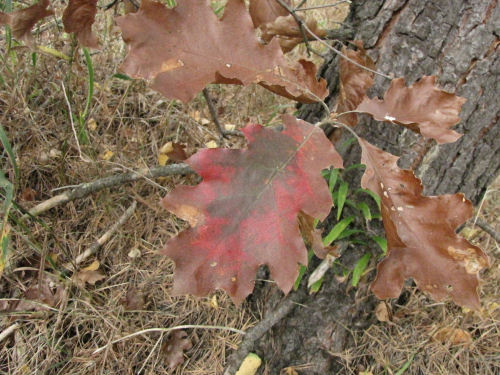 red oak leaves in fall