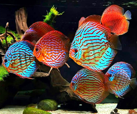 Info Harga Ikan Hias Air Tawar Termahal Saat Ini Blogikan Com