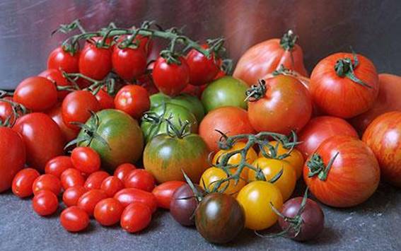 الطماطم ( البندورة ) وسر الشعبية الصارخة - نبضات حياة