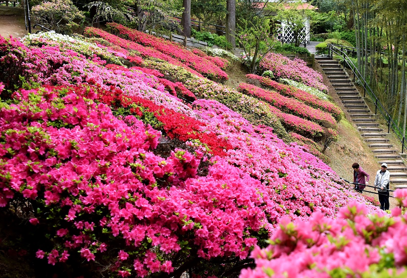 和の花だより 躑躅 白野江植物公園