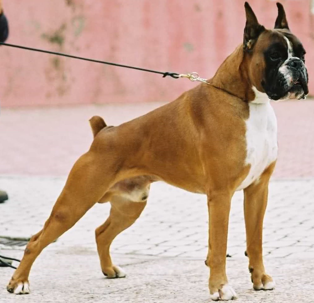 Boxer In Appartamento Boxer In Appartamento
