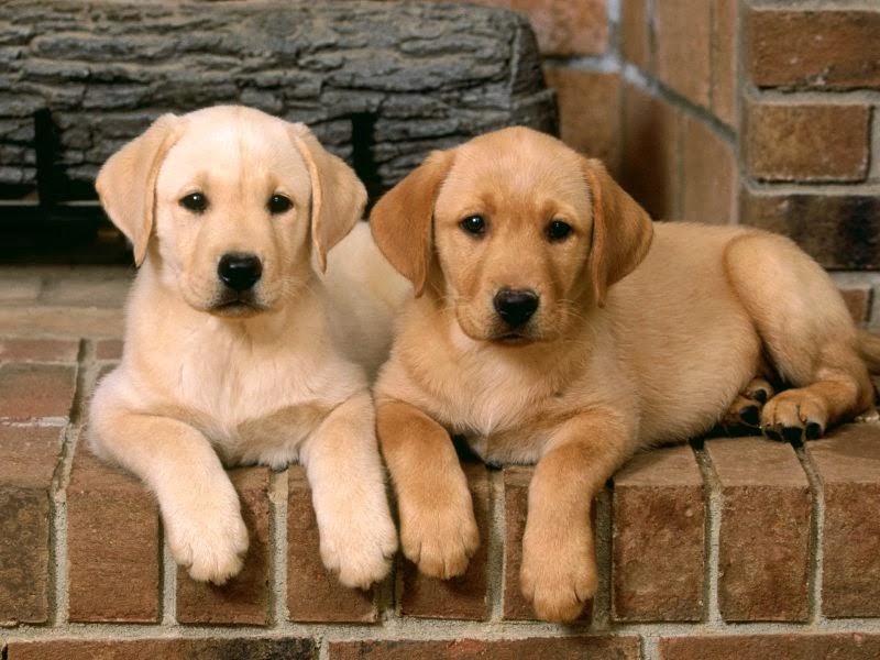 Como Educar A Mi Cachorro Labrador