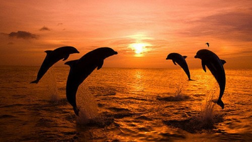 Photo Gallery: dolphin heart backgrounds