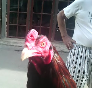 foto ayam  bangkok sakit