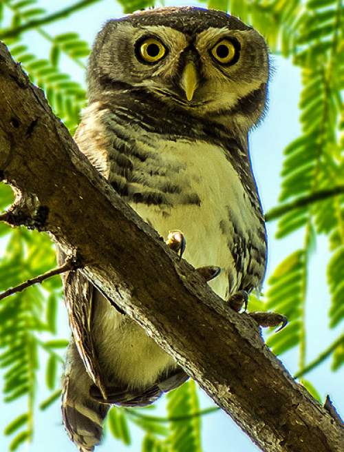 Forest owlet Birds of India Bird World