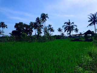 Green Landscape Of The Rice Fields