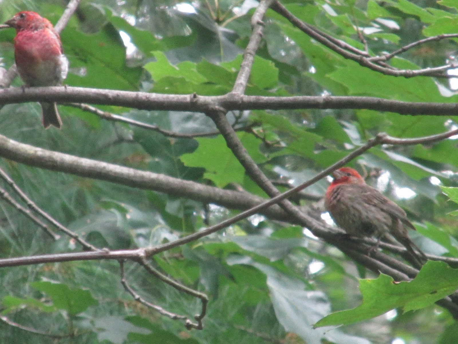 Grandma Pearl's Backporch: What's the Difference Between a Purple Finch