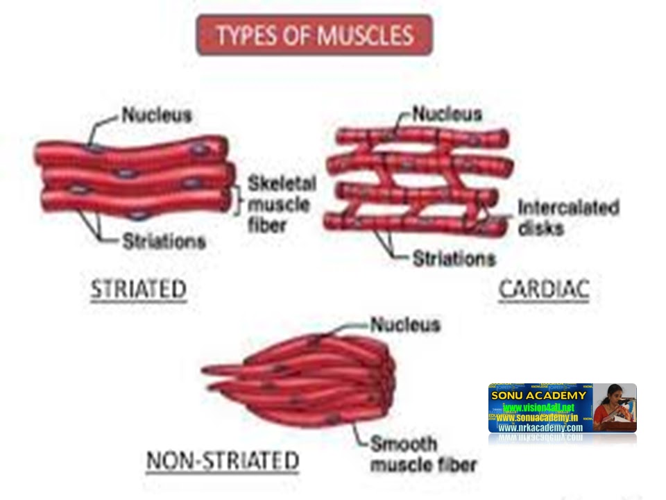 SONU ACADEMY: MUSCLE TISSUE - TEXT