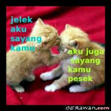 Gambar Meme Lucu Kucing Galau