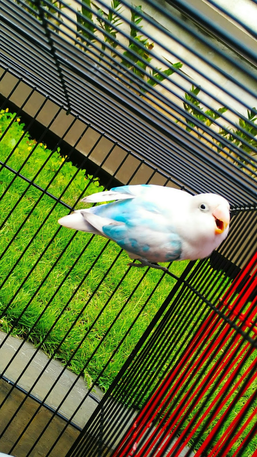 Jual Lovebird Malang Burung Lovebird Malang Cari Lovebird Malang 2018