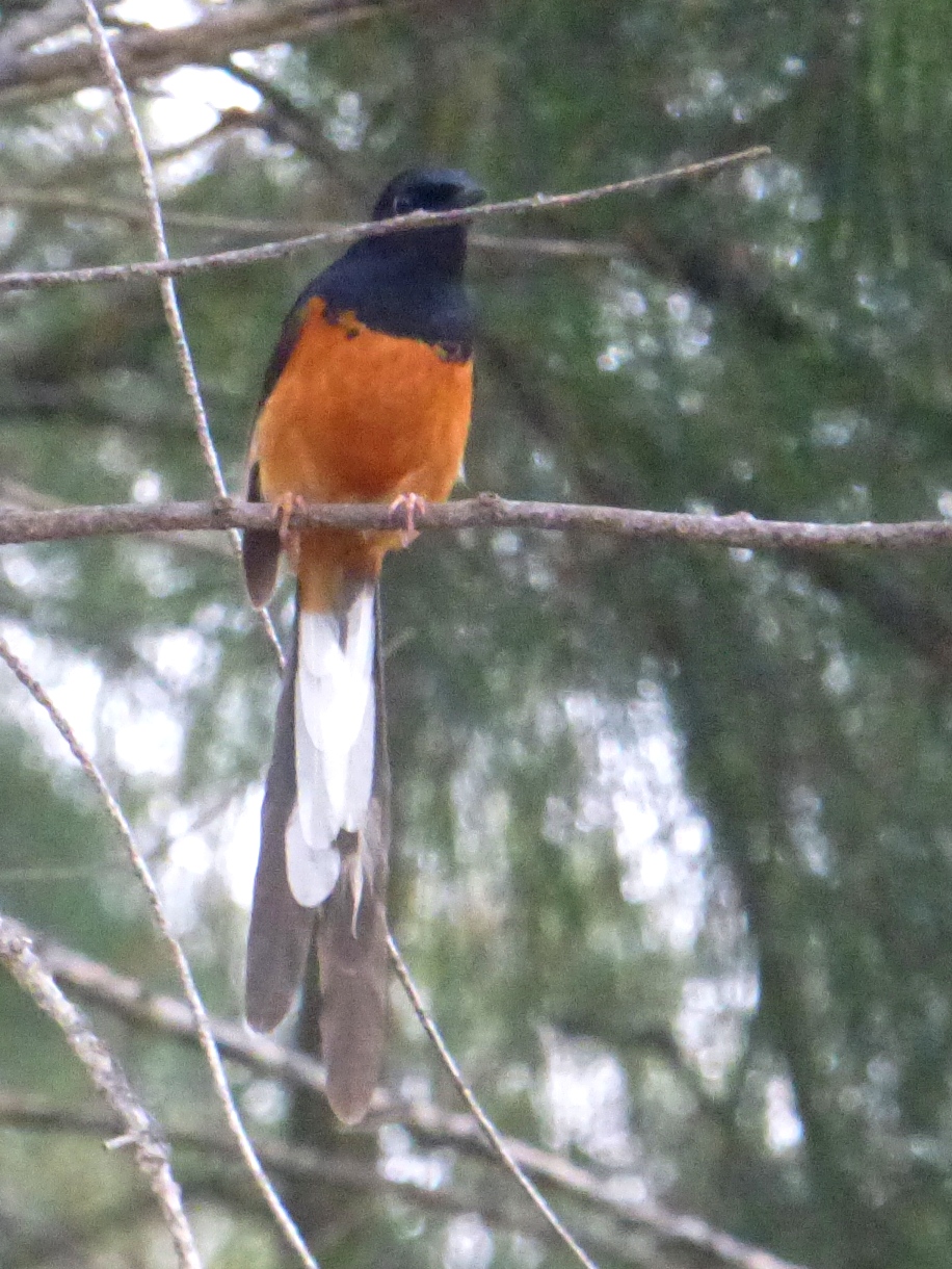 Geotripper's California Birds Whiterumped Shama on Kaua'i in the