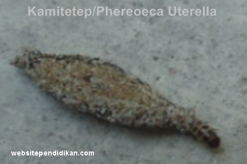  yaitu larva atau ulat yang terbungkus oleh kepompong Ini Hewan Unik Mirip Kwaci; Ciri Khusus Hewan Kamitetep/Phereoeca Uterella dan Fungsinya