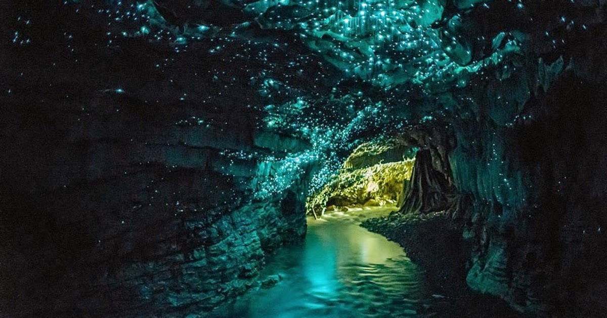 Waitomo Glowworm Caves, New Zealand Unbelievable Info Waitomo Glowworm Caves, New Zealand Unbelievable Info