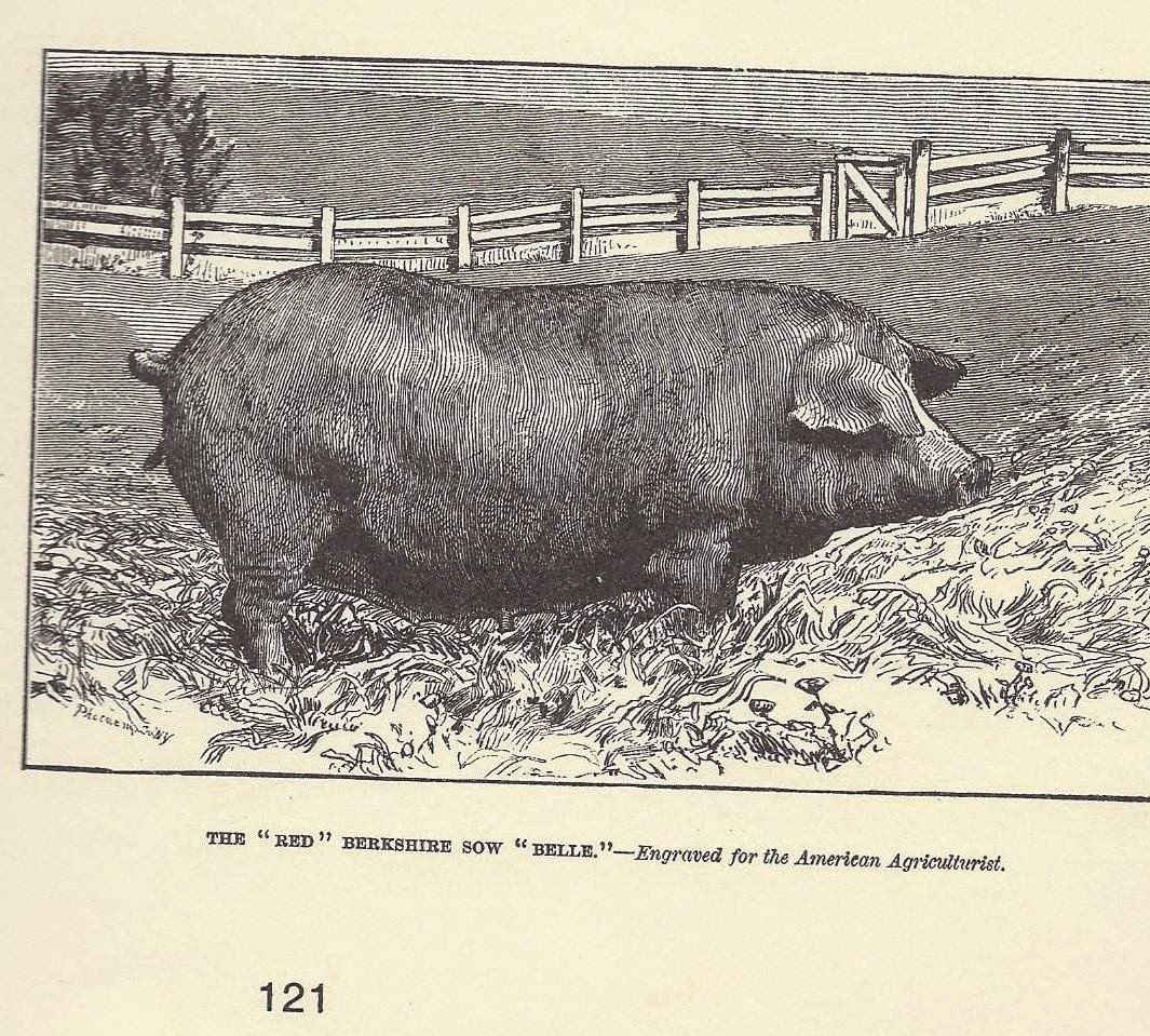 Growing It All Heritage Lard Hogs