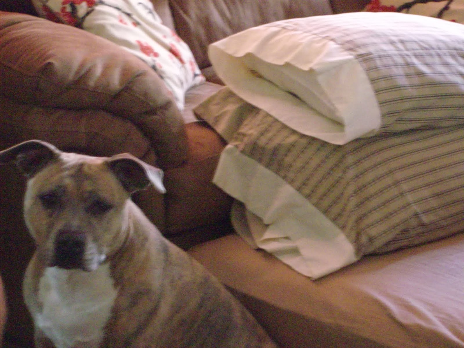 As I live and breathe Emergency rooms and dogs under the covers