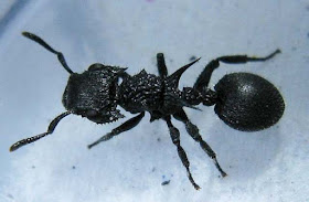 Cataulacus ant worker