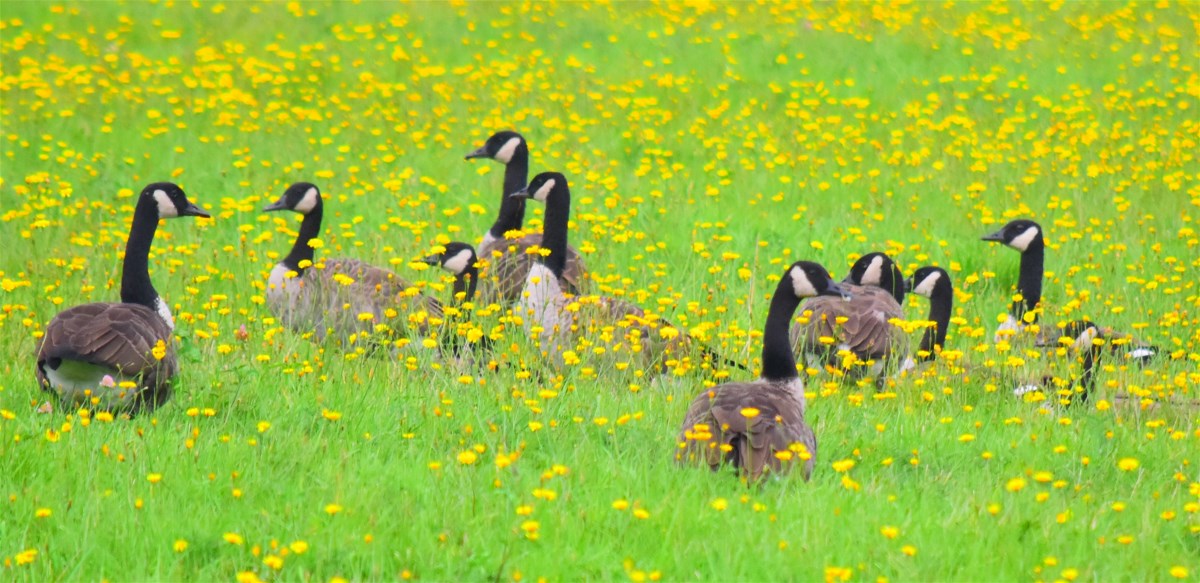 nature tales and camera trails Canada Geese Flocking Together