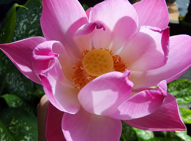 The exotic of Lotus flower