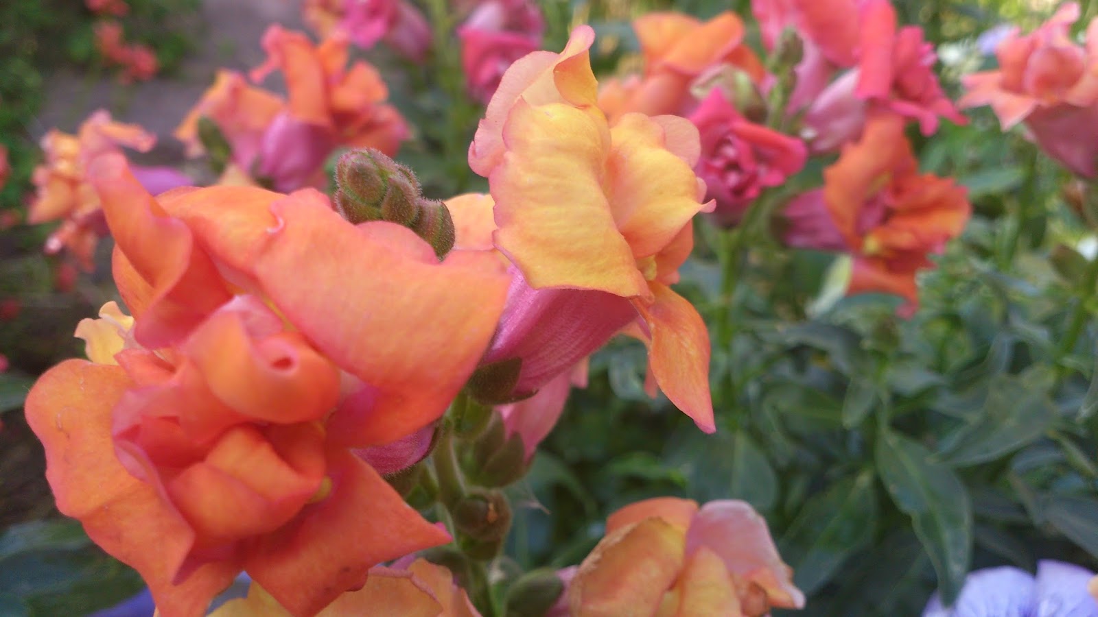 ZEPHYRINUS. Consider The Lilies Of The Field, How They Grow They