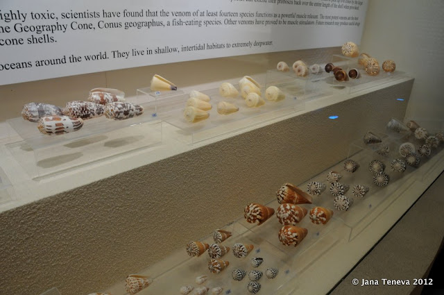 Bangkok Seashell Museum