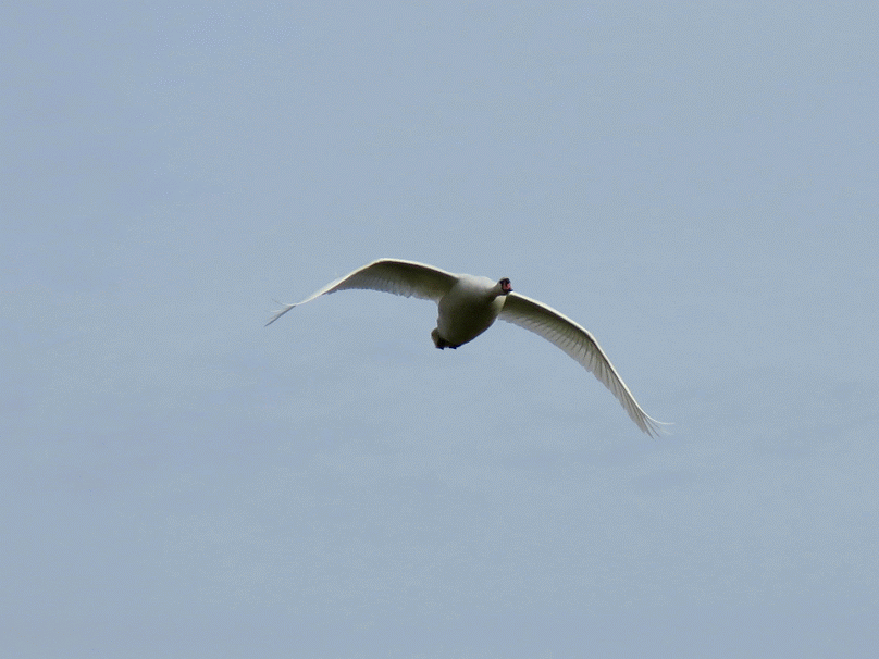 Afbeeldingsresultaat voor Flight of the Swan gif