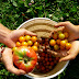 Major Benefits Of Organic Farming and the Coming Up Of Scientific Improvements