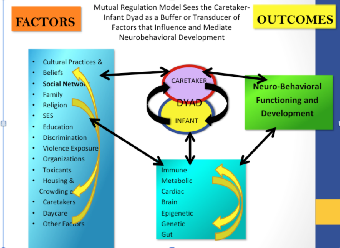 Mutual Regulation Model