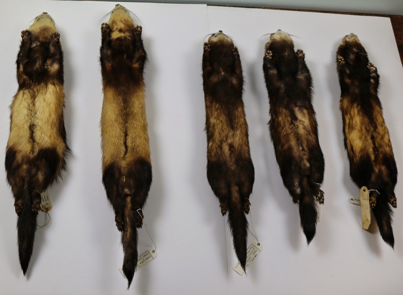 UoLZoology [Post 5] Ferretpolecat hybrids