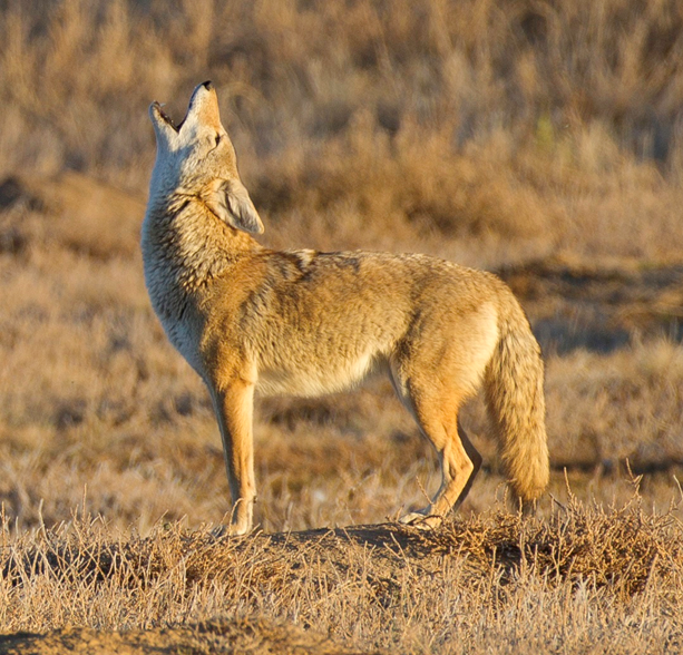 Sweethearts Of The West Coyote and the Lizards, A Lesson for Kids