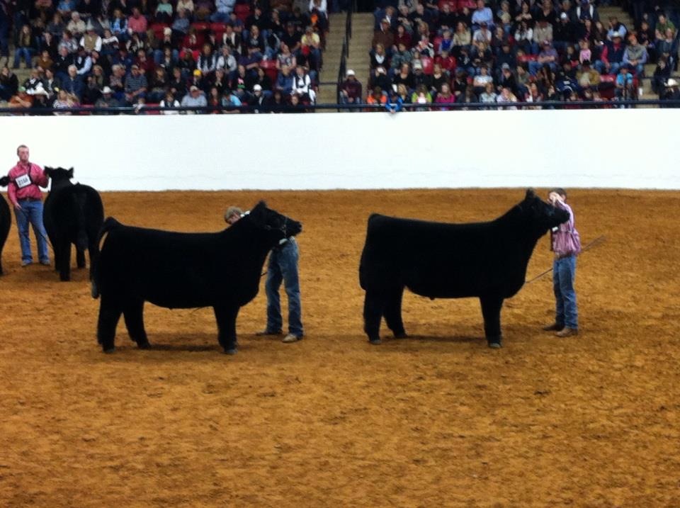 DIAMOND G CATTLE CO. Ft Worth Grand and Reserve Steers