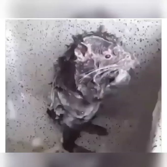 Huge rat bathing itself(hilarious video) PHCityHype