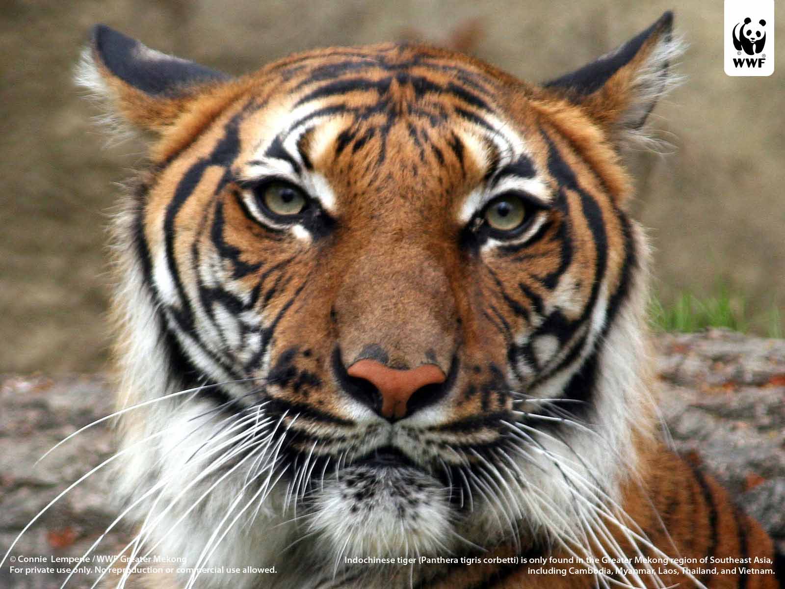 HQ Wallpapers: South China Tiger Pictures